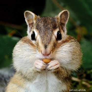 20 Adorable Animals Guaranteed to Brighten Your Day