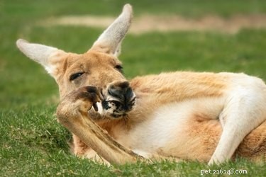 20 Adorable Animals Guaranteed to Brighten Your Day