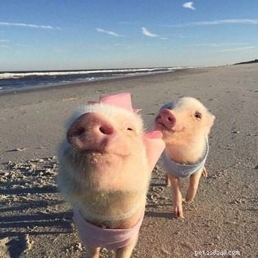 20 Adorable Animals Guaranteed to Brighten Your Day