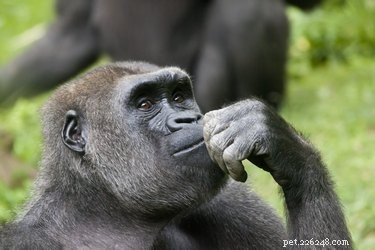 20 Adorable Animals Guaranteed to Brighten Your Day