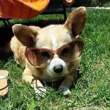 20 Adorable Animals Guaranteed to Brighten Your Day
