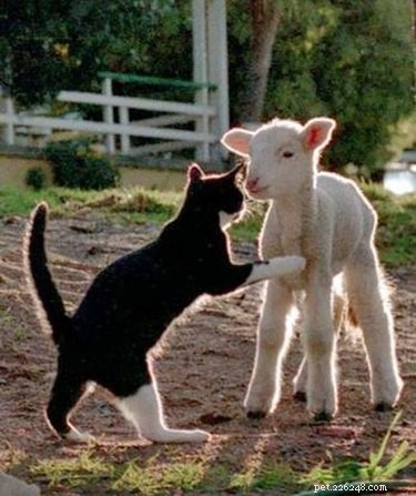 Literally Just 21 Animals That Will Force You to Smile