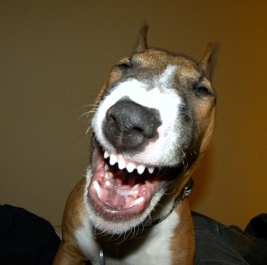 Literally Just 21 Animals That Will Force You to Smile