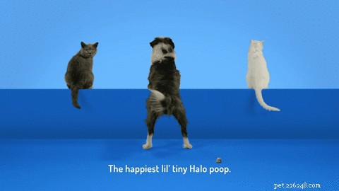 Meet Poopsie: Halo s Animated Mascot Promoting Healthy Pet Nutrition
