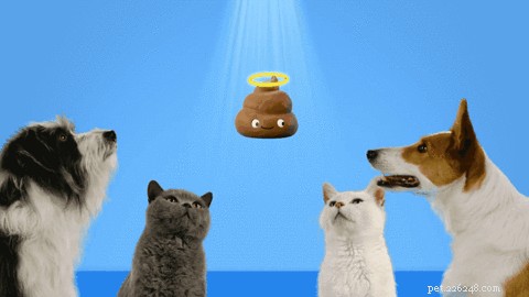 Meet Poopsie: Halo s Animated Mascot Promoting Healthy Pet Nutrition