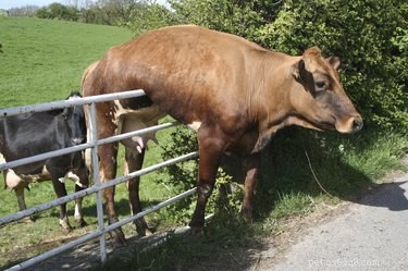 21 Unforgettable Animal Moments That Will Leave You in Stitches