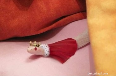 21 Unforgettable Animal Moments That Will Leave You in Stitches