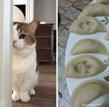 21 Unforgettable Animal Moments That Will Leave You in Stitches
