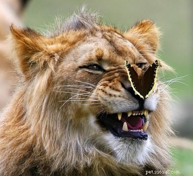 21 Unforgettable Animal Moments That Will Leave You in Stitches