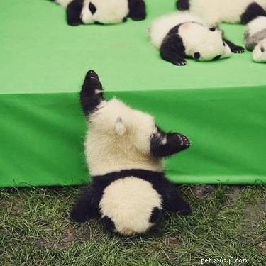 21 Unforgettable Animal Moments That Will Leave You in Stitches