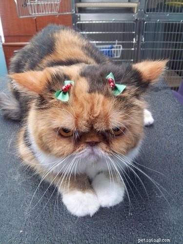 21 Unforgettable Animal Moments That Will Leave You in Stitches