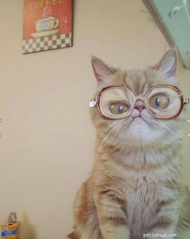 21 Unforgettable Animal Moments That Will Leave You in Stitches