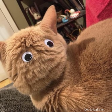 21 Unforgettable Animal Moments That Will Leave You in Stitches
