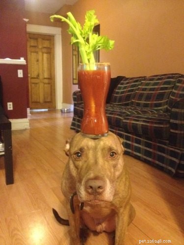21 Unforgettable Animal Moments That Will Leave You in Stitches