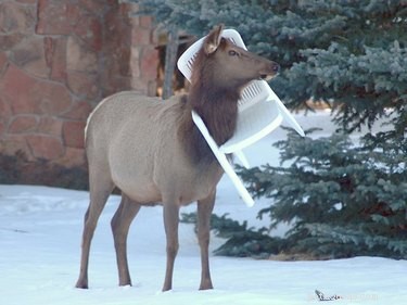 21 Unforgettable Animal Moments That Will Leave You in Stitches
