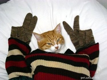 21 Unforgettable Animal Moments That Will Leave You in Stitches