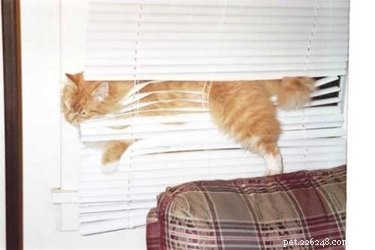 21 Unforgettable Animal Moments That Will Leave You in Stitches