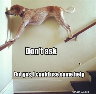 16 Heartwarming Animal Photos Guaranteed to Lift Your Spirits