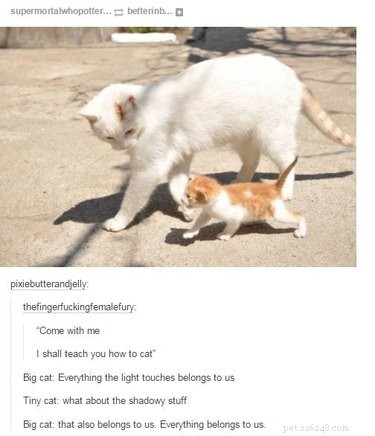 18 Fun Animal Pictures to Brighten Your Saturday