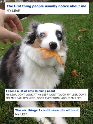 18 Fun Animal Pictures to Brighten Your Saturday