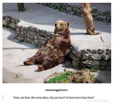 18 Fun Animal Pictures to Brighten Your Saturday