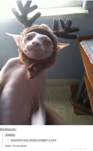 18 Fun Animal Pictures to Brighten Your Saturday