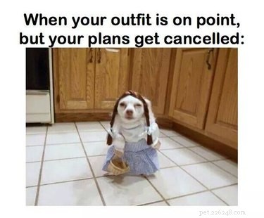 18 Fun Animal Pictures to Brighten Your Saturday