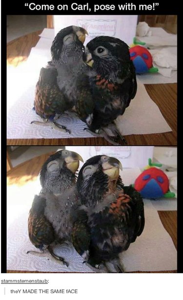 18 Fun Animal Pictures to Brighten Your Saturday