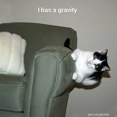 18 Fun Animal Pictures to Brighten Your Saturday