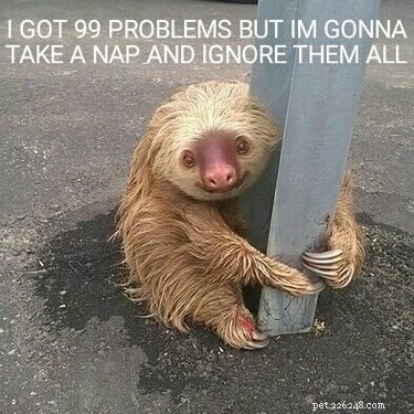 18 Fun Animal Pictures to Brighten Your Saturday
