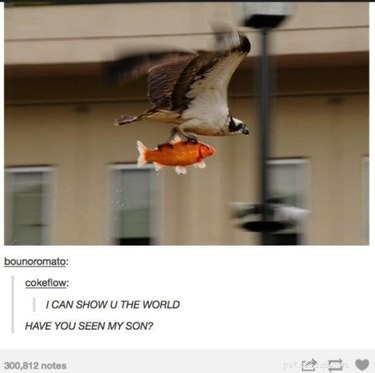 18 Fun Animal Pictures to Brighten Your Saturday