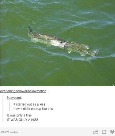 18 Fun Animal Pictures to Brighten Your Saturday