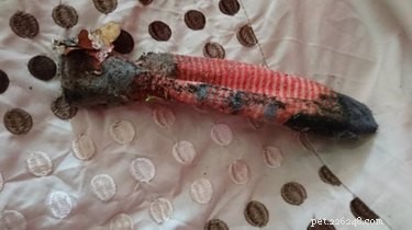 Family Misidentifies Sock as Menacing Lizard Under Bed – RSPCA Investigates