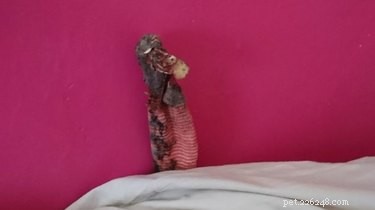 Family Misidentifies Sock as Menacing Lizard Under Bed – RSPCA Investigates