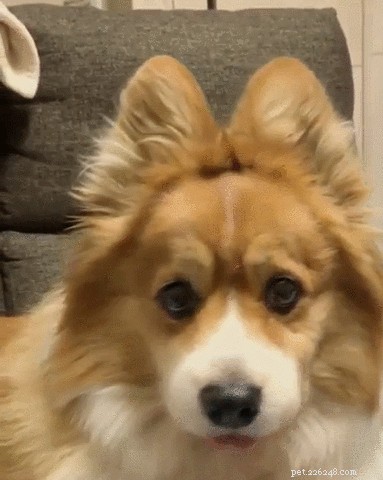 20 Adorable Pets That Will Brighten Your Day