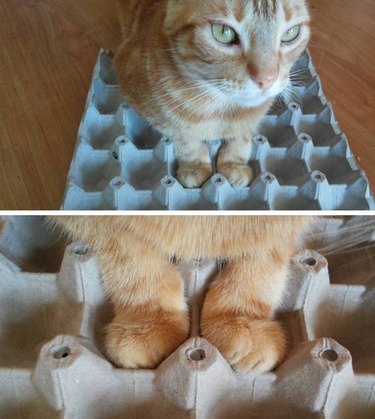 20 Adorable Pets That Will Brighten Your Day