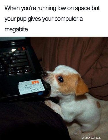 20 Adorable Pets That Will Brighten Your Day