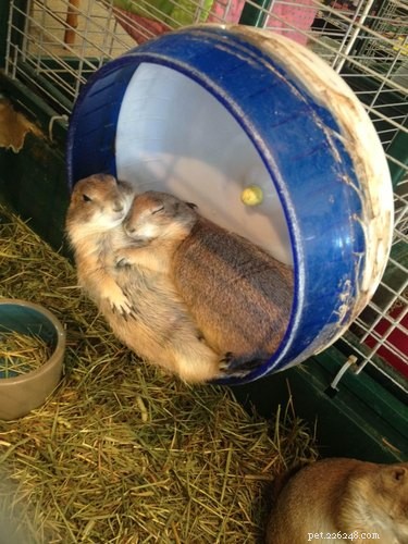 20 Adorable Pets That Will Brighten Your Day
