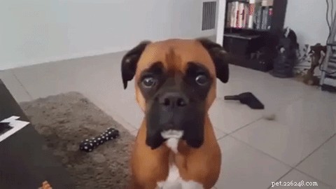 20 Adorable Pets That Will Brighten Your Day