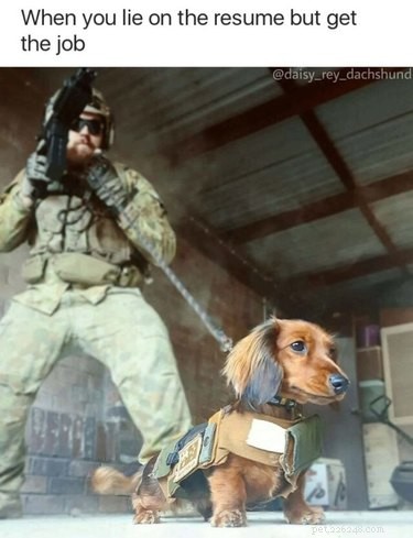 20 Adorable Pets That Will Brighten Your Day