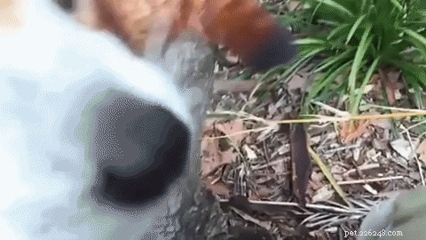 20 Adorable Pets That Will Brighten Your Day