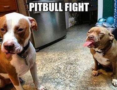 20 Adorable Pets That Will Brighten Your Day