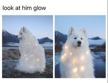 20 Adorable Pets That Will Brighten Your Day