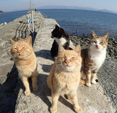 20 Adorable Pets That Will Brighten Your Day