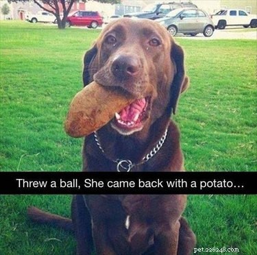 20 Adorable Pets That Will Brighten Your Day