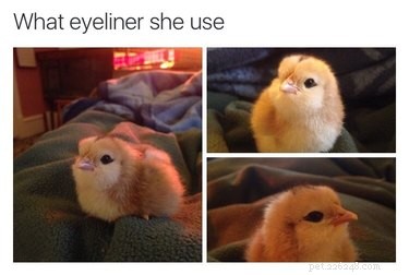 20 Adorable Pets That Will Brighten Your Day