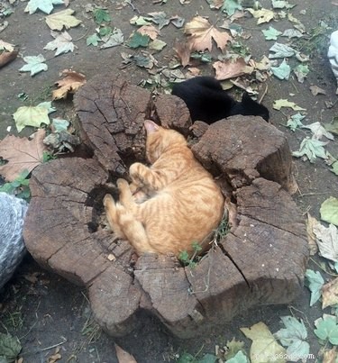 20 Adorable Pets That Will Brighten Your Day