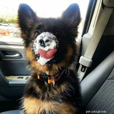20 Adorable Pets That Will Brighten Your Day