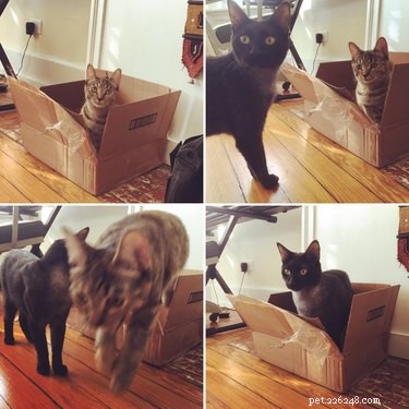 20 Adorable Pets That Will Brighten Your Day