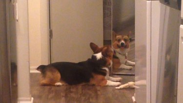 Heartwarming Corgi Tries to Share a Bone With His Reflection — A Touching Display of Playful Empathy